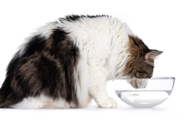 Cat Food & Water: Where & How