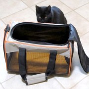 How to Get Your Cat Into a Carrier – tuft + paw