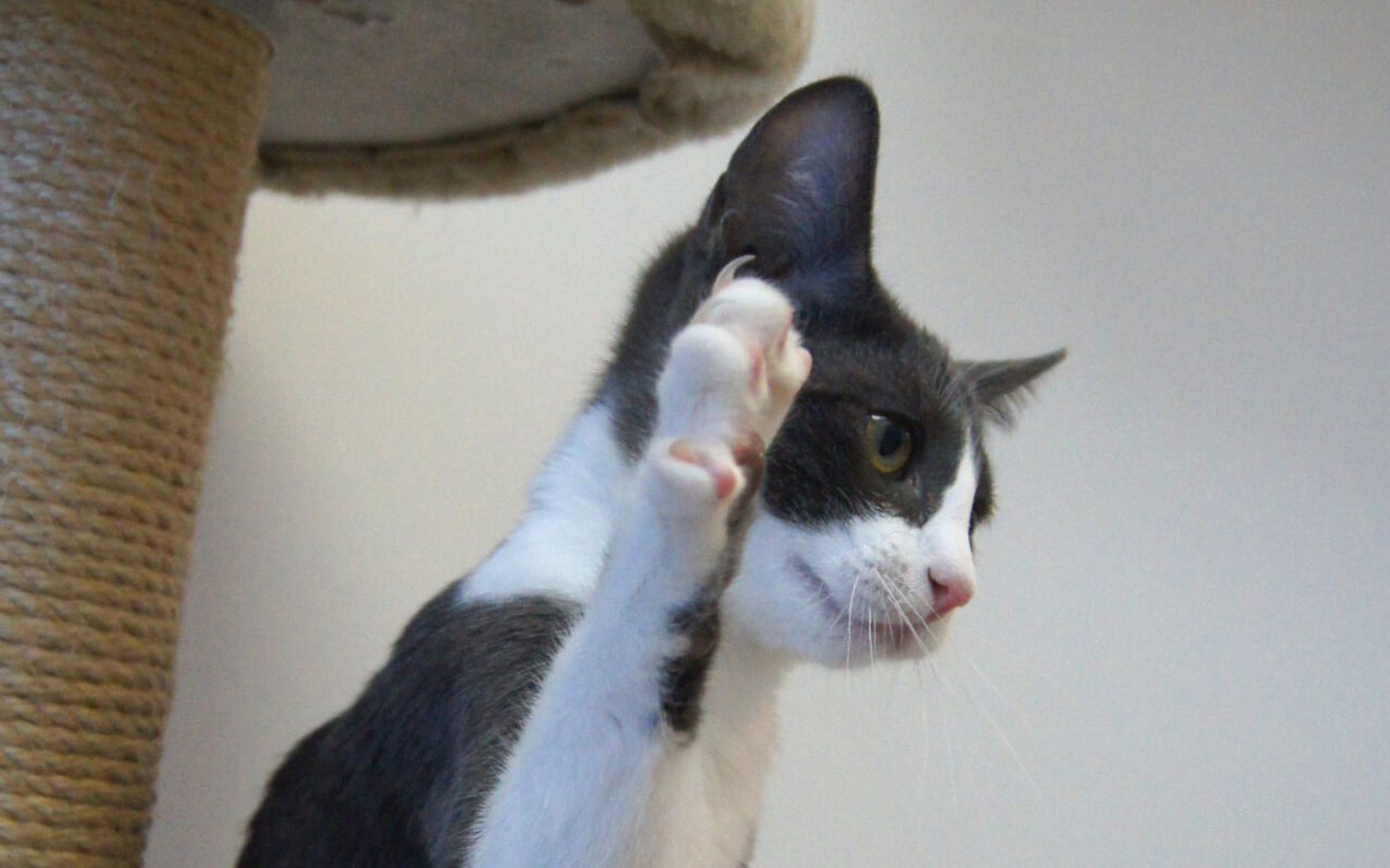 Declawing and cats Happy Cats Haven