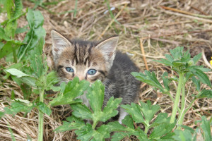 Helping Outside Cats with TNR