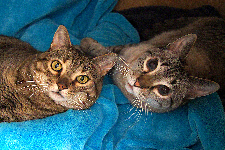 Link & Zelda are Pawsitively Purrfect