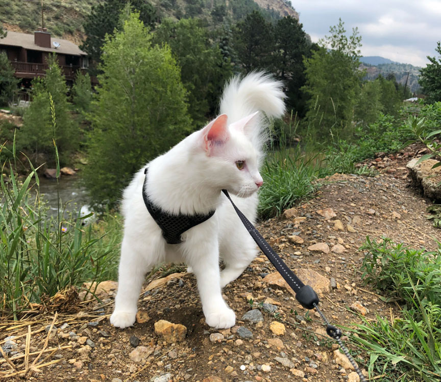 Gus goes for a walk
