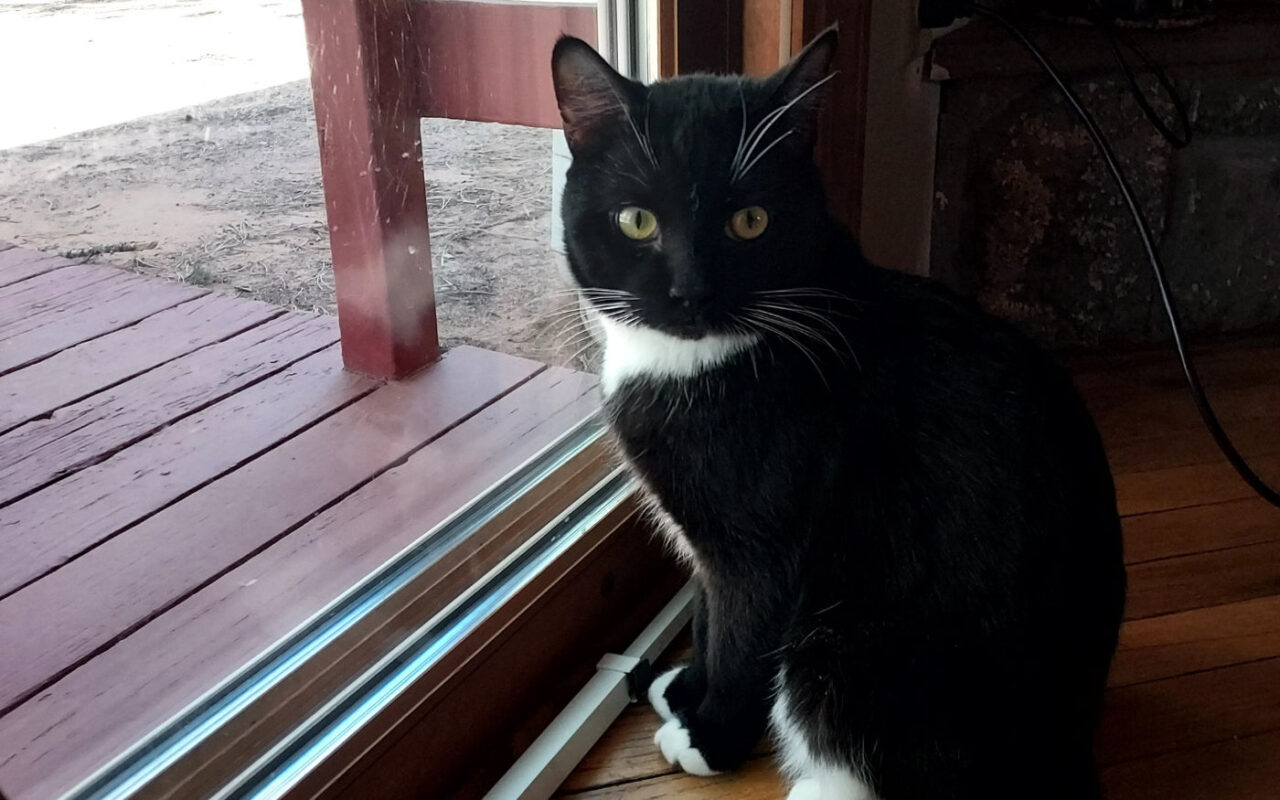 The Great Indoor/Outdoor Cat Debate Happy Cats Haven