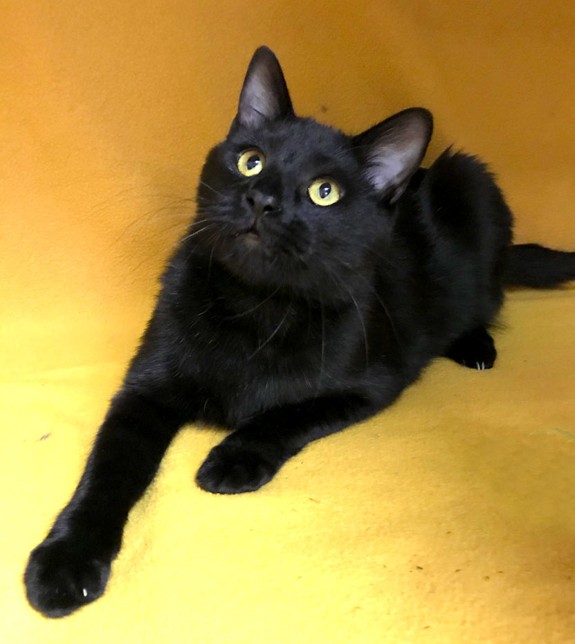 Orion Happy Cats Haven