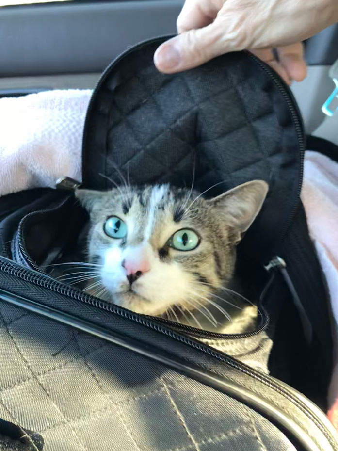 12 tips for getting your cat in a carrier Happy Cats Haven