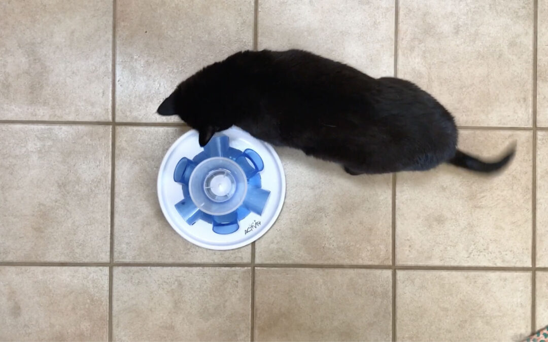 Feeding Your Cat: Make It a Puzzle!