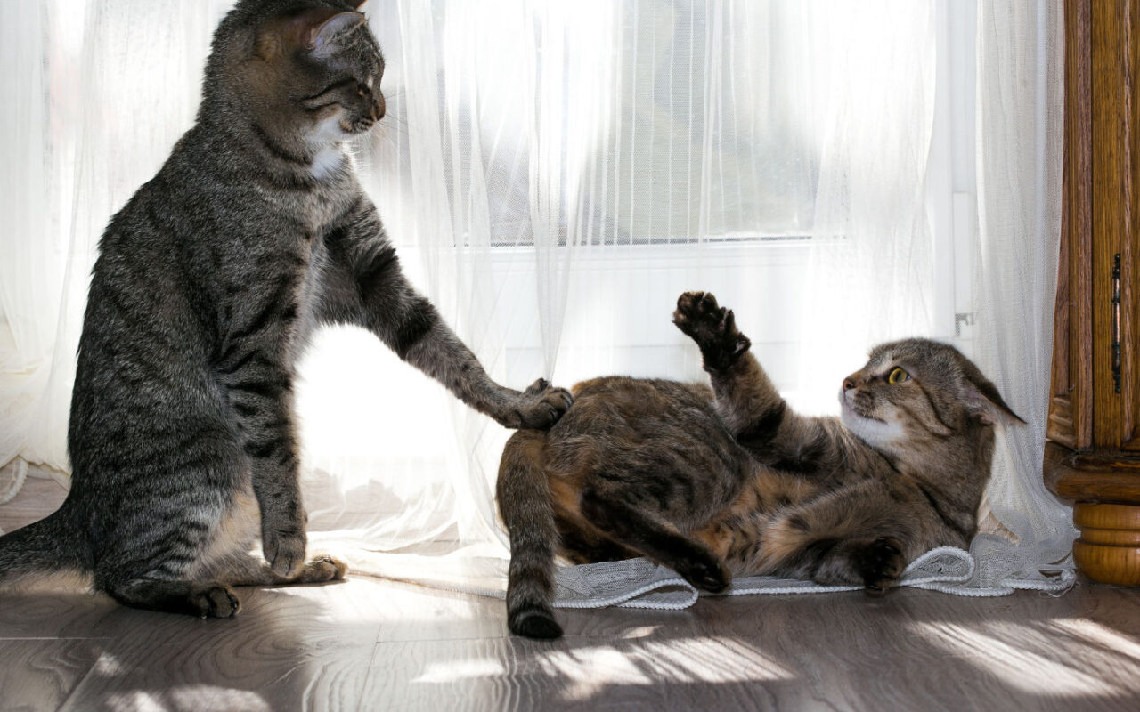 Is Your Cat a Bully? Happy Cats Haven