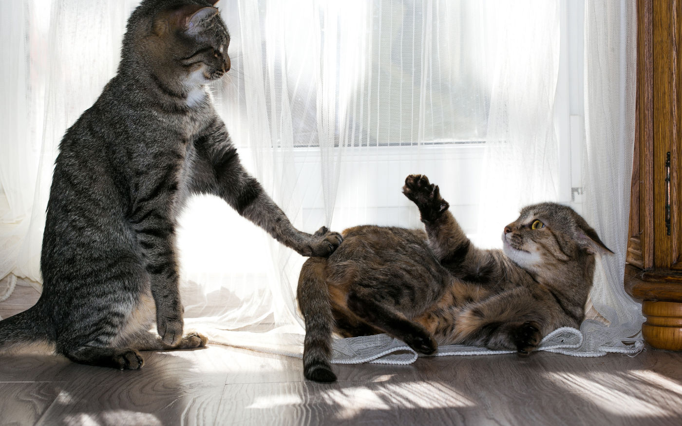 Is Your Cat a Bully?