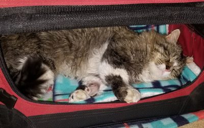 12 tips for getting your cat in a carrier
