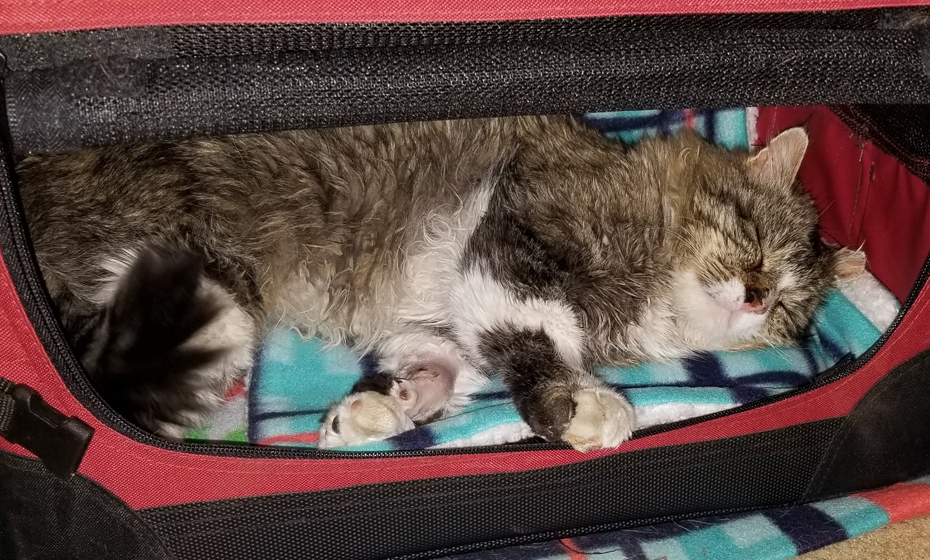 cat in cat carrier