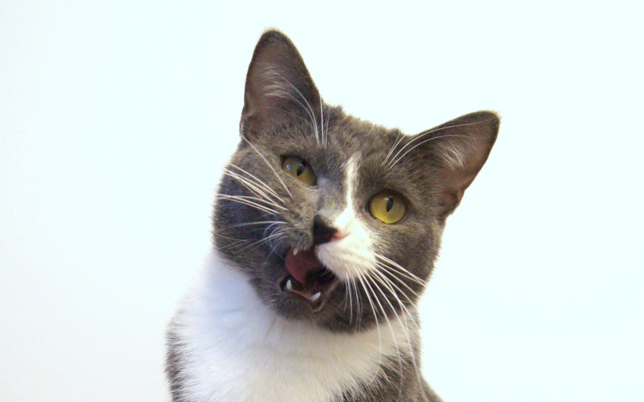 Biting cats love nips or not? Happy Cats Haven