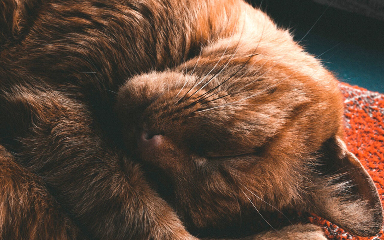 Does my senior cat need a friend? Happy Cats Haven