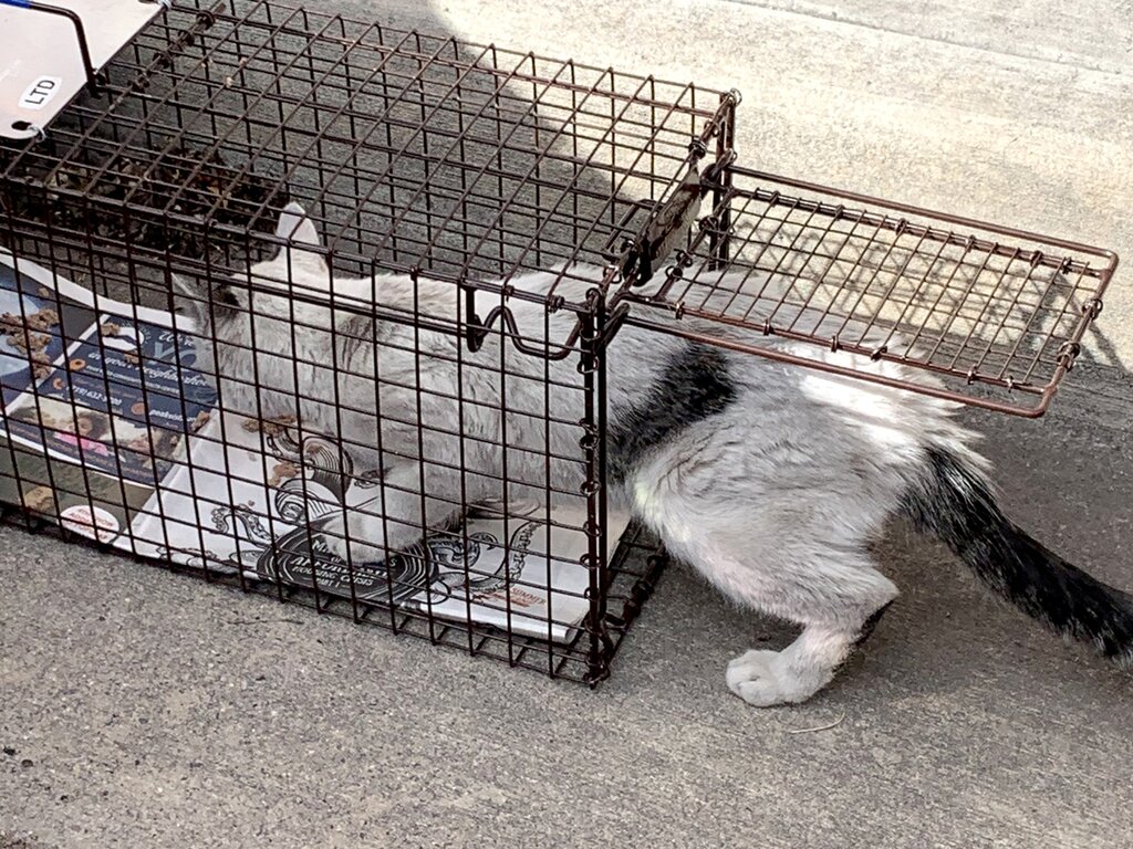 Feral Cats - How To Trap - Planned Pethood Taos