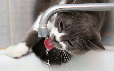 Stay hydrated, my friends: cats vs water