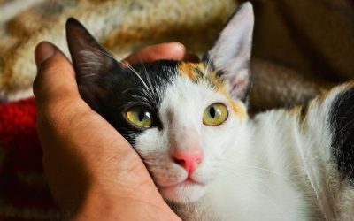 Losing your cat: finding love in grief