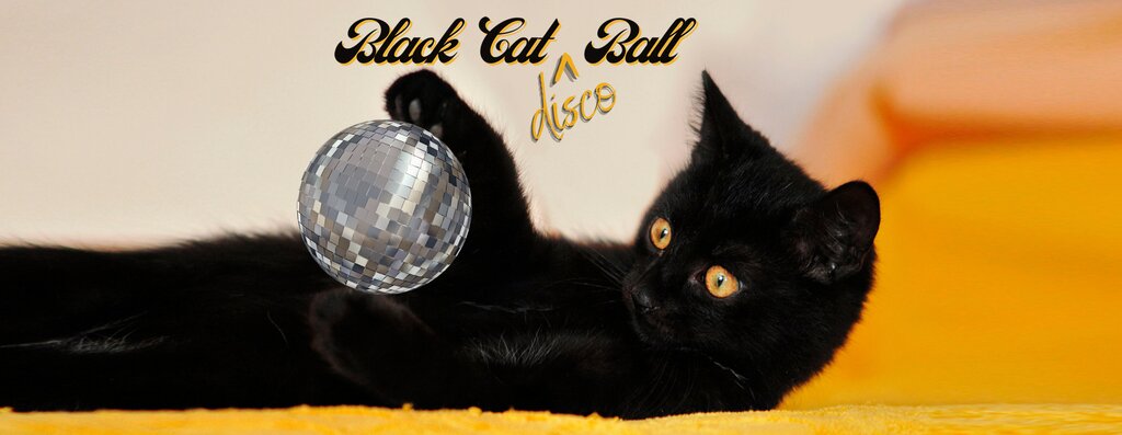 disco ball cat