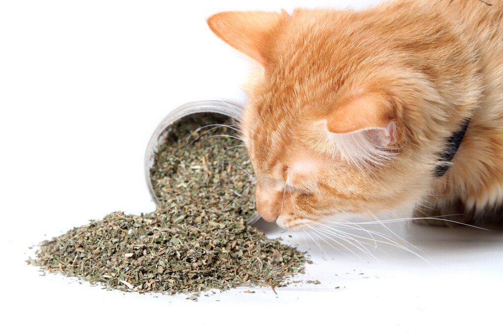 How Cats Make the Most of Their Catnip High - The New York Times