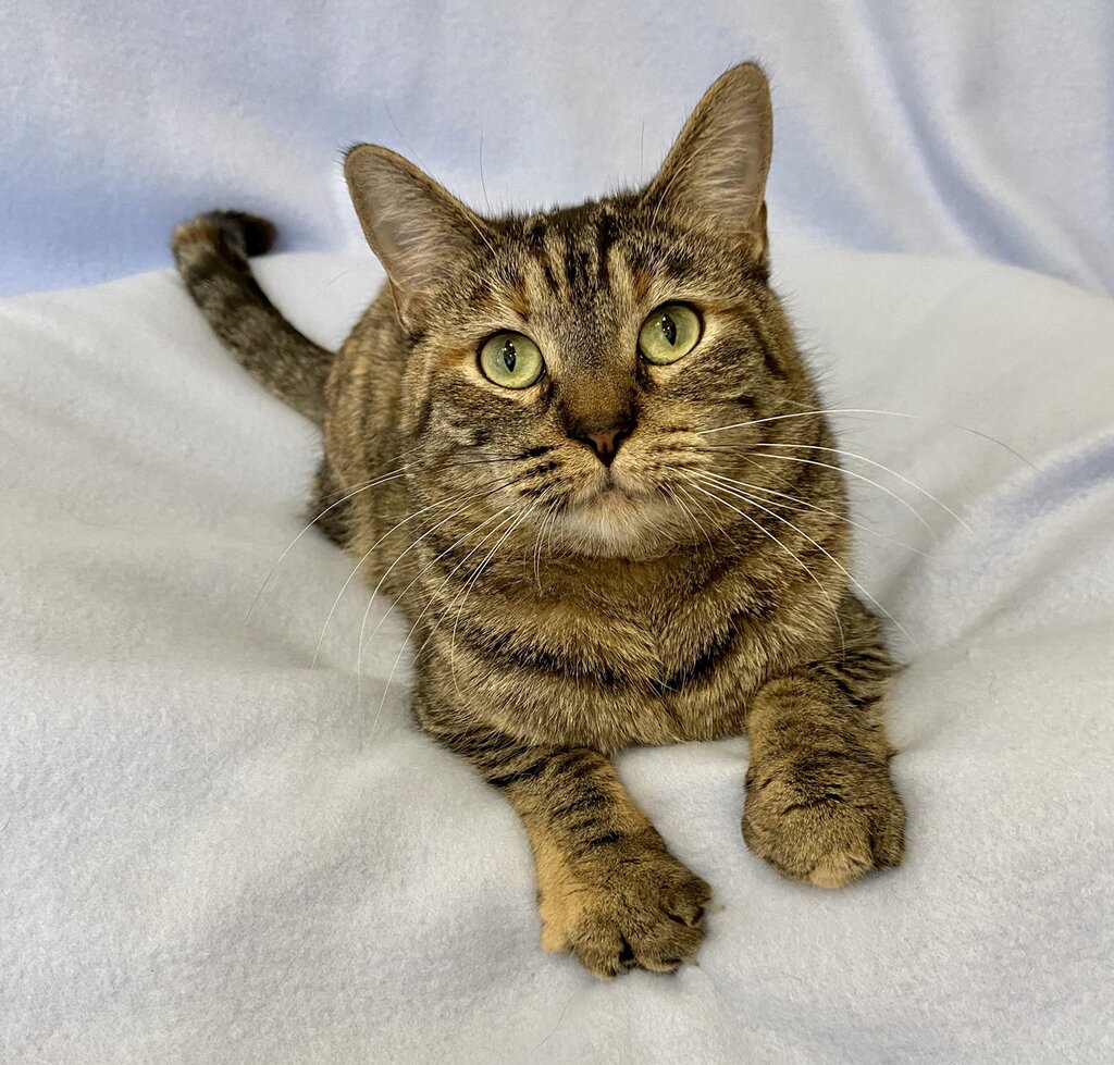 Sage is adopted! Happy Cats Haven