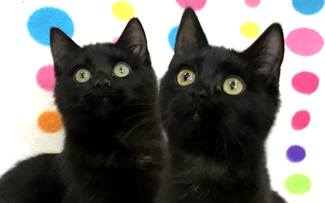 Raven & Umbra Are Adopted!