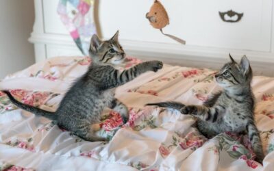 Oww kitten! How to handle biting kittens