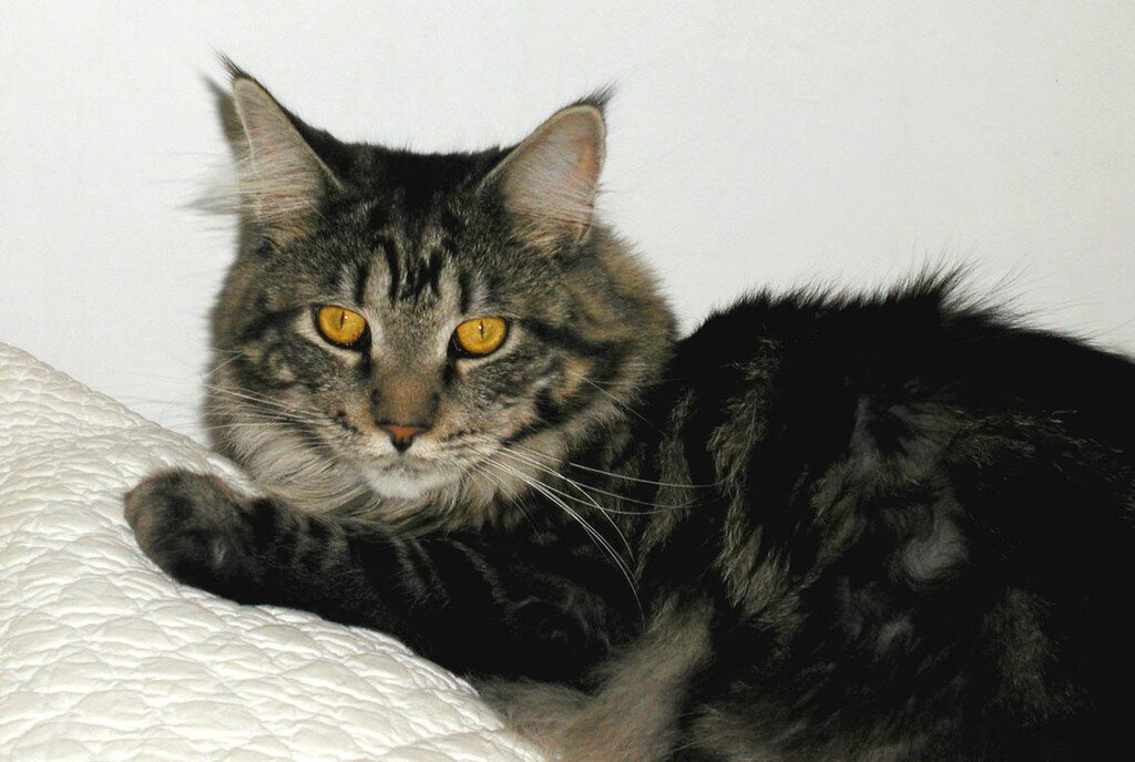 Young Maine Coon