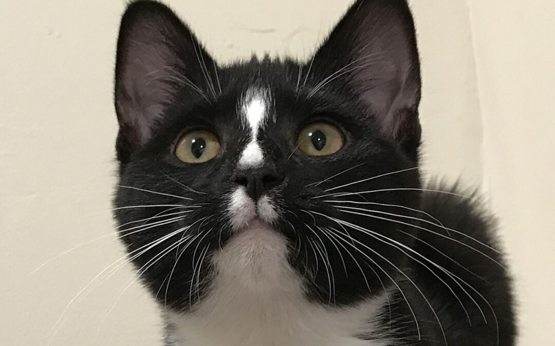 Watermelon is adopted!