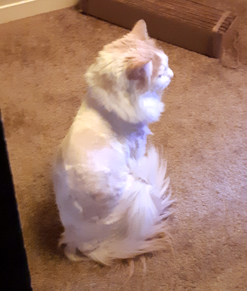 Fergus lion cut