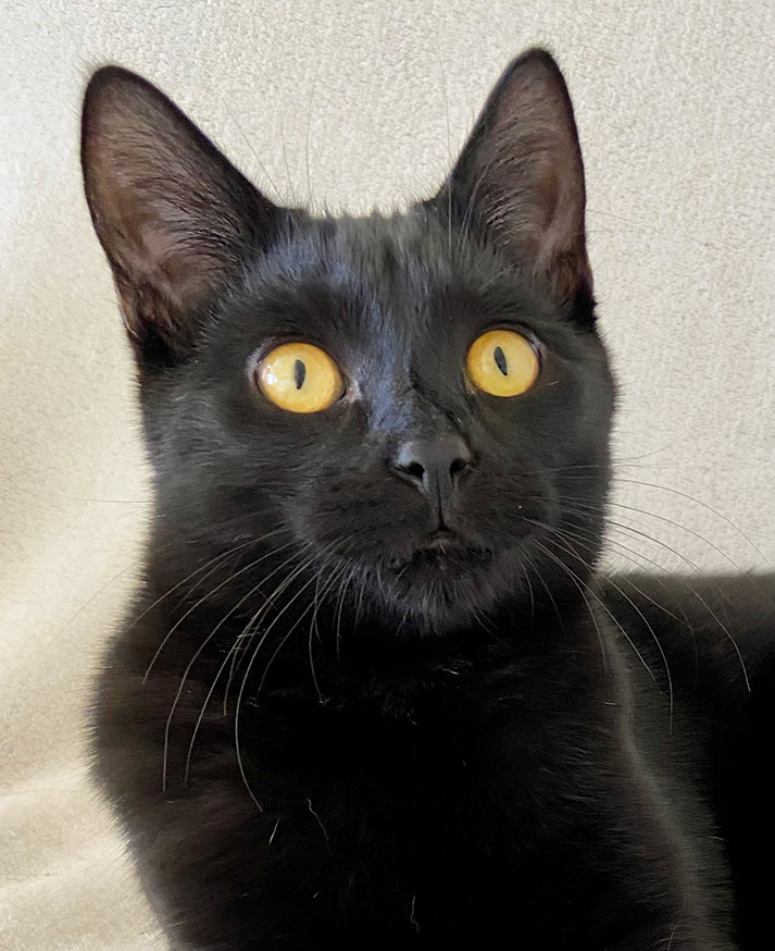 Colby is adopted! | Happy Cats Haven