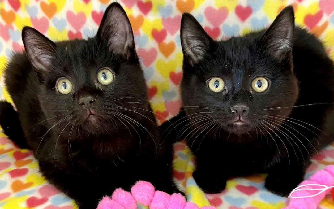 Simon & Theodore Are adopted!