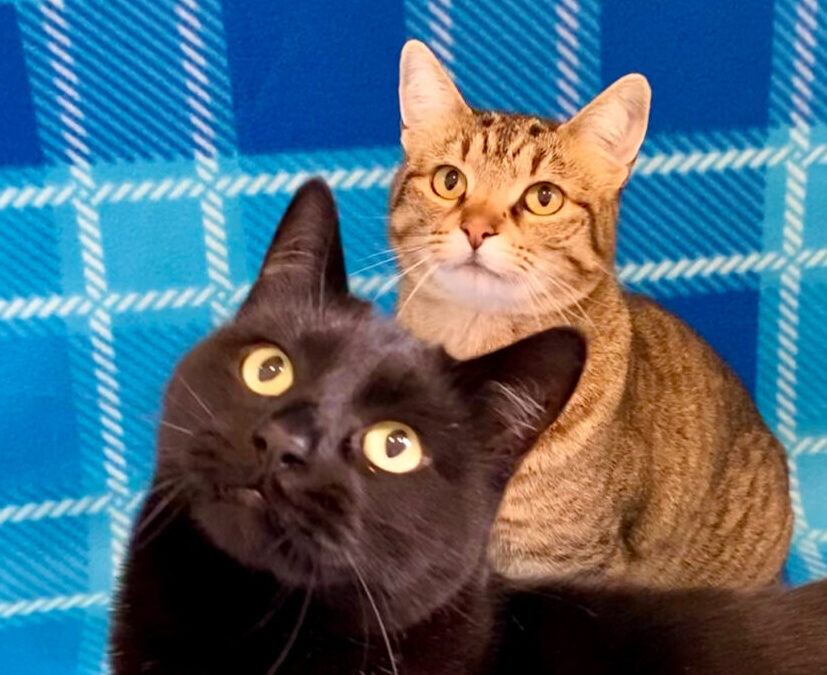 Thor & Rose have their forever home