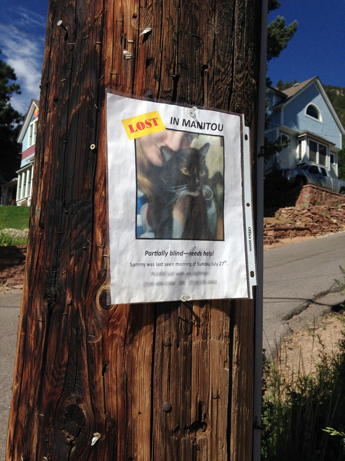 Lost cat Sammy