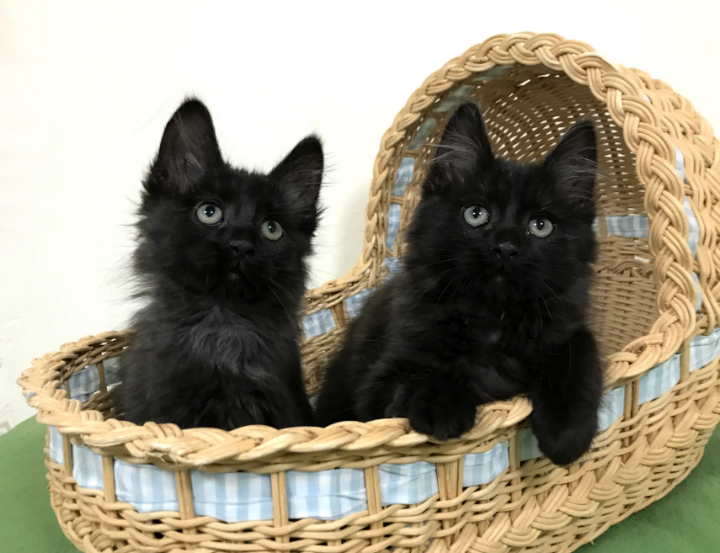 two black kittens in a basket at a cat rescue in Colorado Springs
