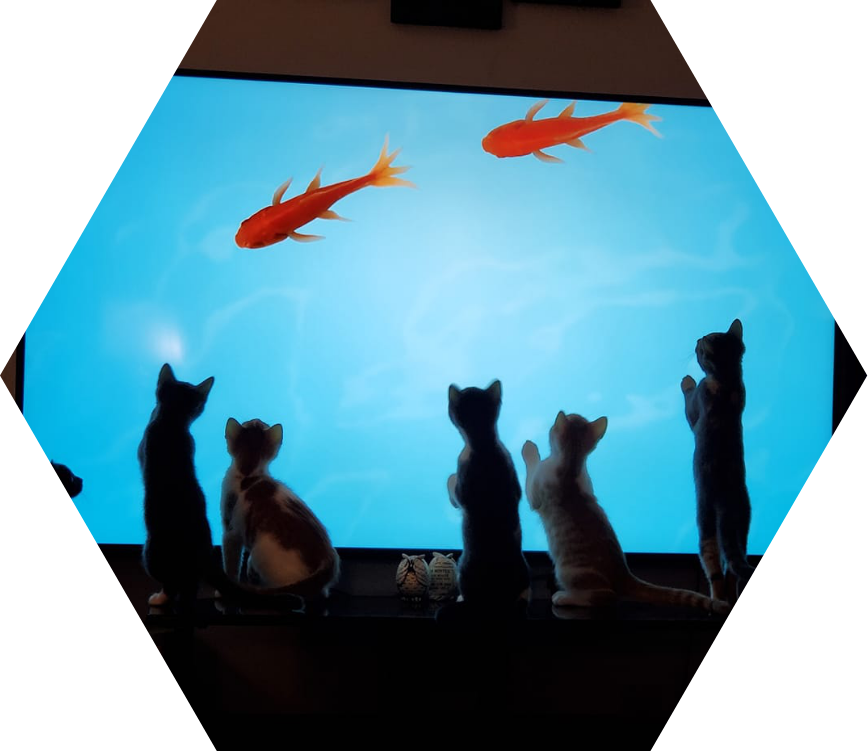 foster kittens watching fish swim on a television