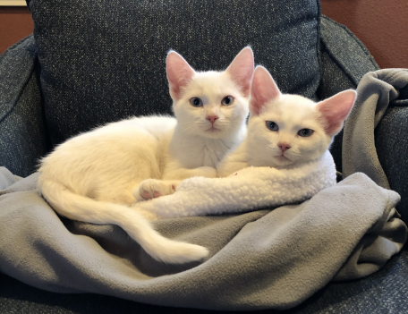 two white kittens in a blanket in need of a cat foster home