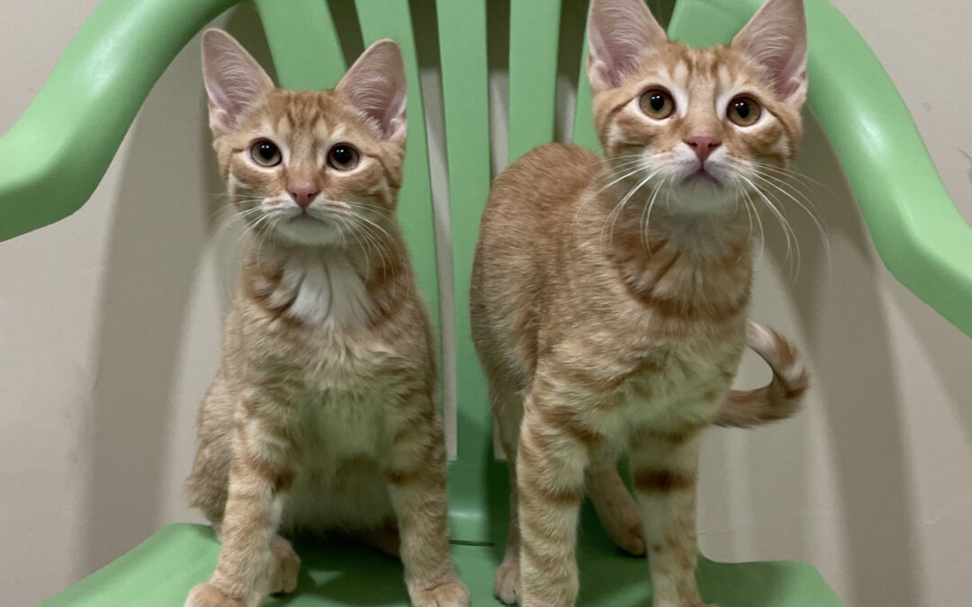 Wallace & Gromit are adopted!