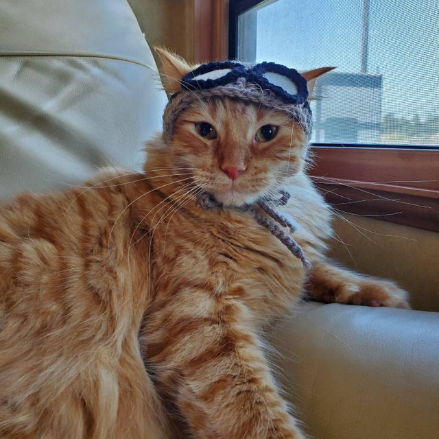 Cat in hat