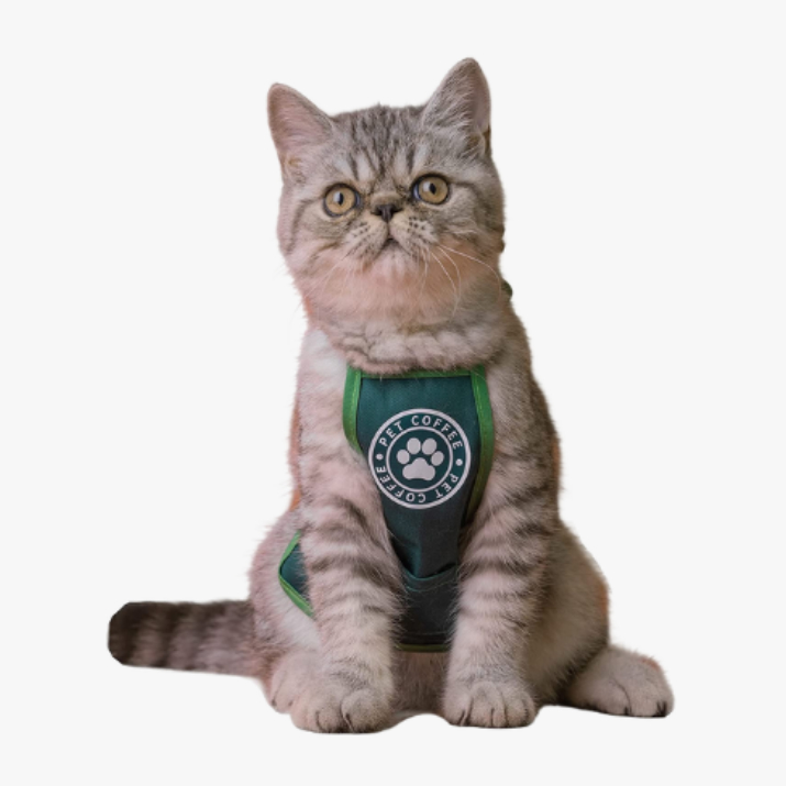 Barista cat