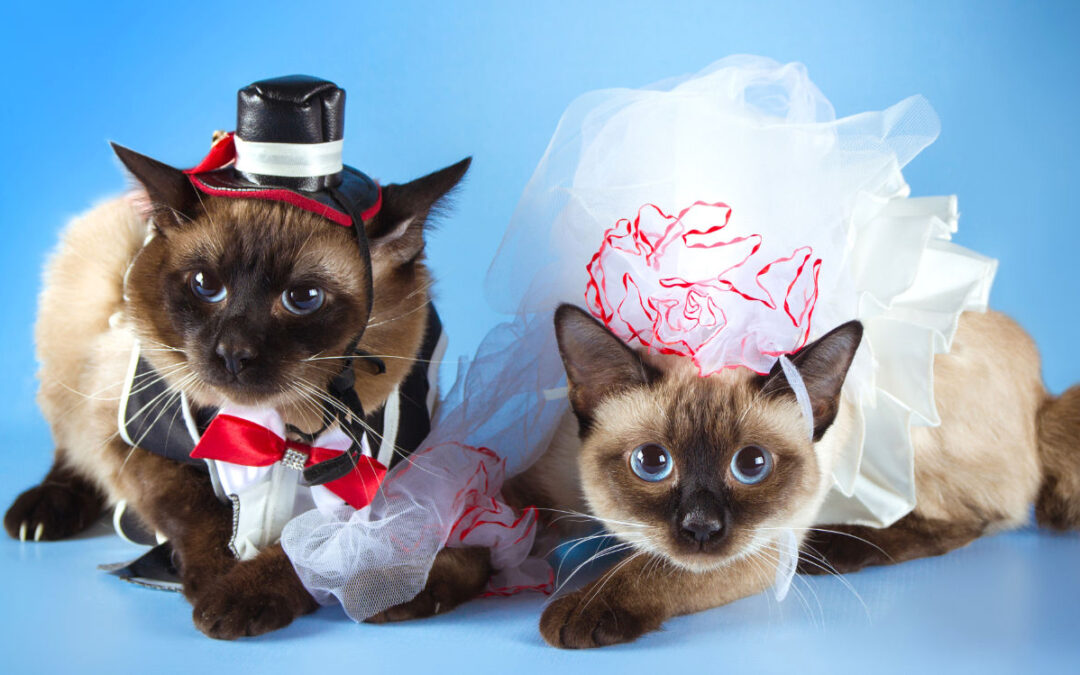 Cat costumes: trick, treat or torment?
