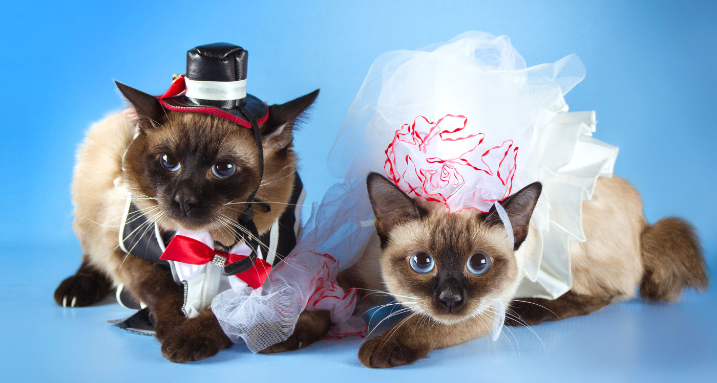 Свадьба сиамских кошек