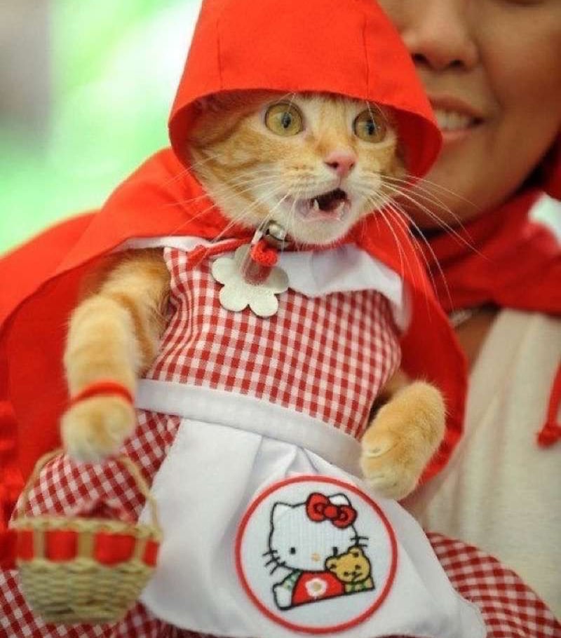Terrified kitten