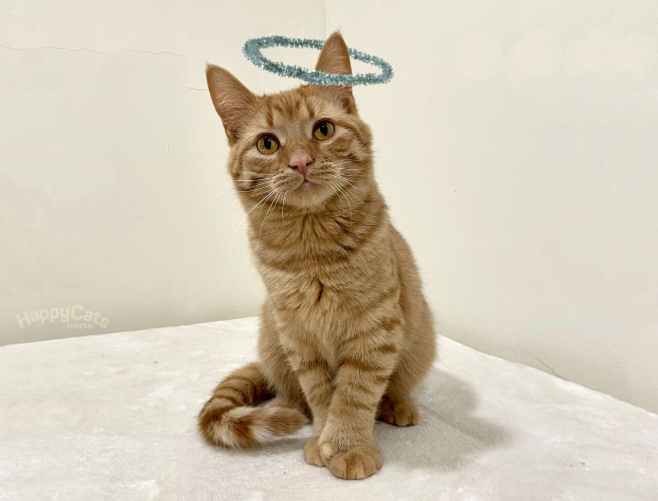 Donate Animal Shelter Donations Happy Cats Haven