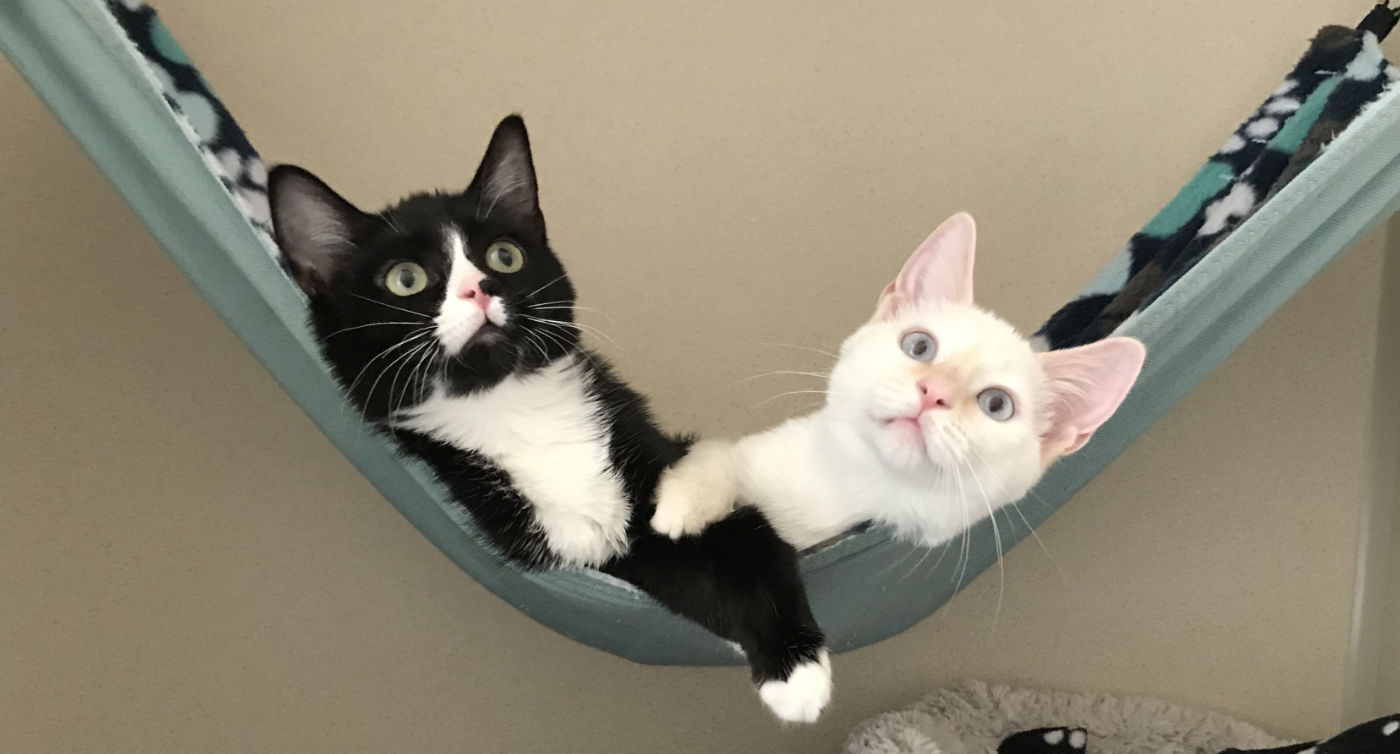 Kittens love hammocks