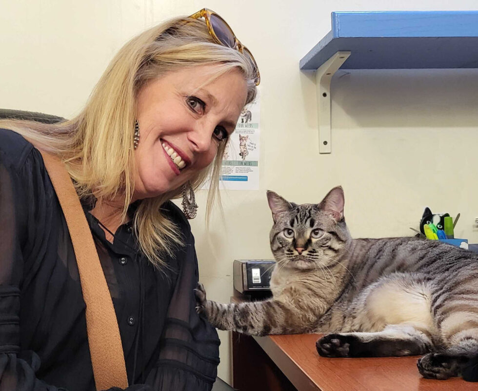 Donate Animal Shelter Donations Happy Cats Haven