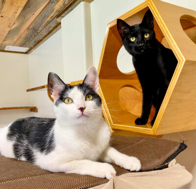 Stoney & Meatloaf are adopted!
