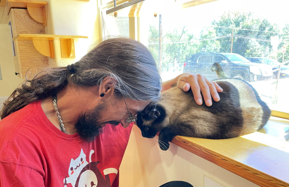 Surrender A Cat Happy Cats Haven Colorado Springs CO