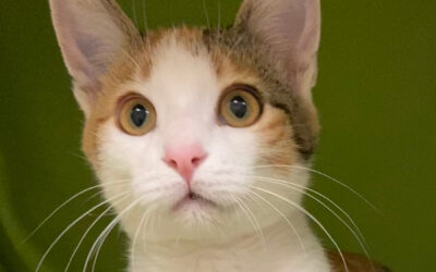 pet adoption events colorado springs