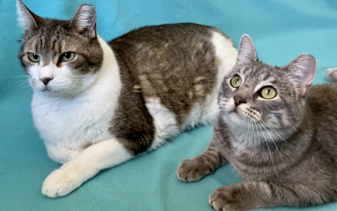 Bandit & Skittles