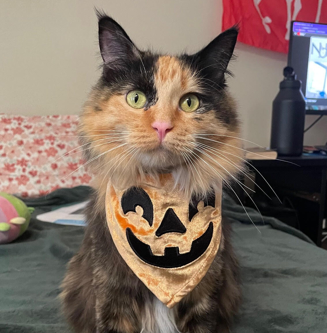 Twinkie Rescue Happy Cat Adoption Update