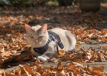 Chanel Rescue Happy Cat Adoption Update