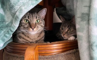 Give! Love to cats like Snipe & Yetti